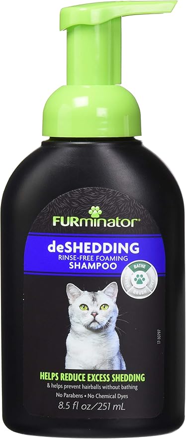 highland wild dog new guinea