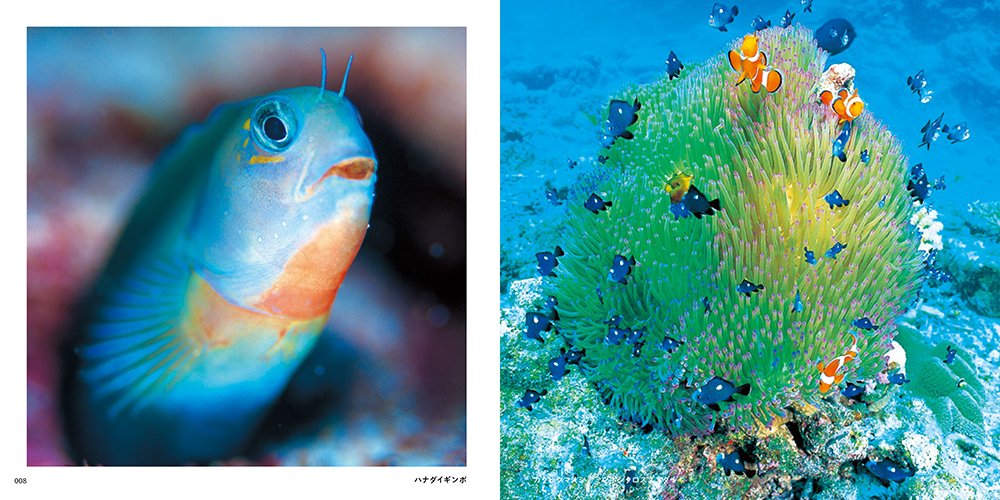 世界の美しい魚 松浦啓一 本 通販 Amazon