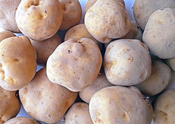 Amazon 訳あり 農家直送 じゃがいも きたかむい 特大サイズ 北海道産 10kg ユニファーム じゃがいも 通販