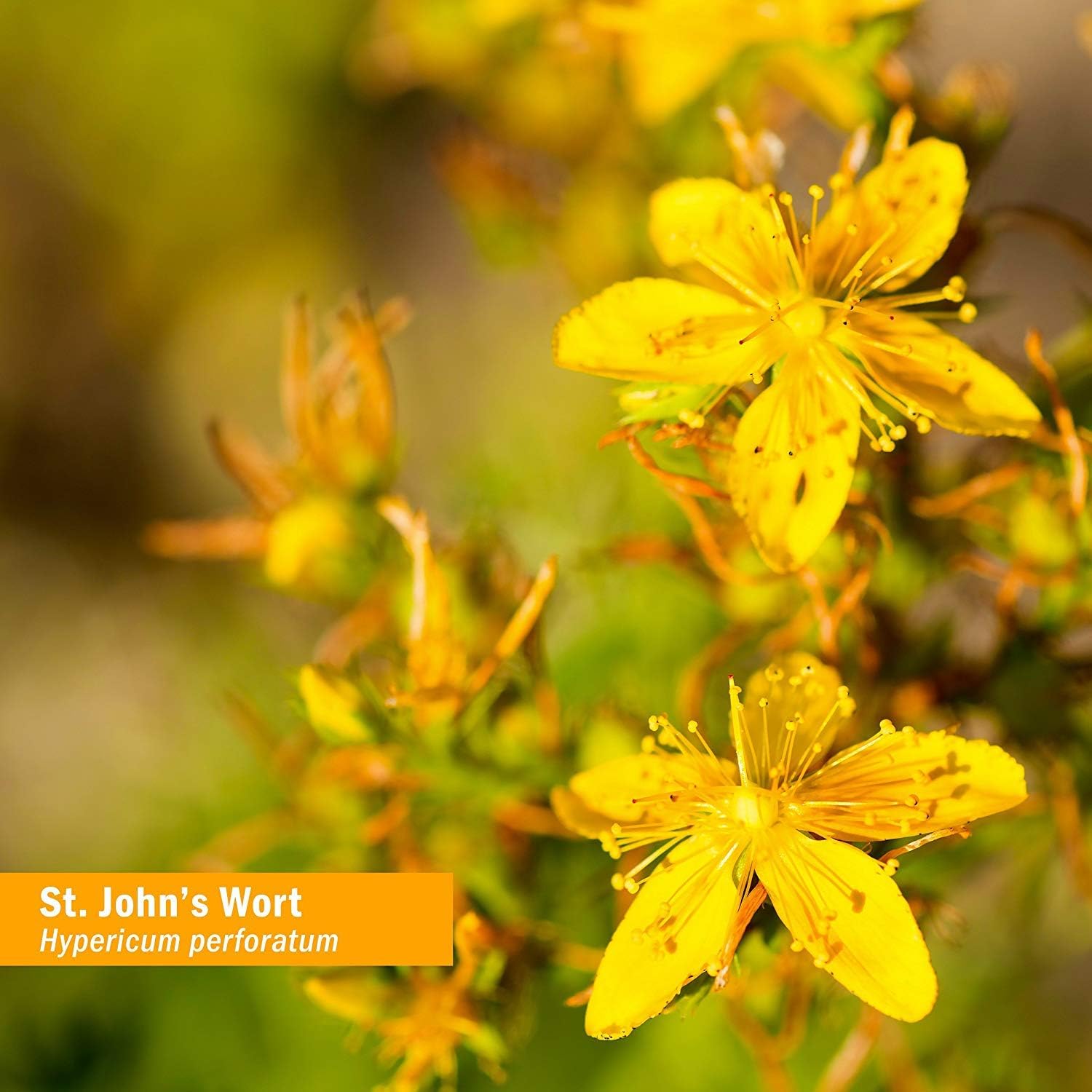 Herb Pharm St. John's Wort Topical Oil - 1 Ounce: Health & Personal Care