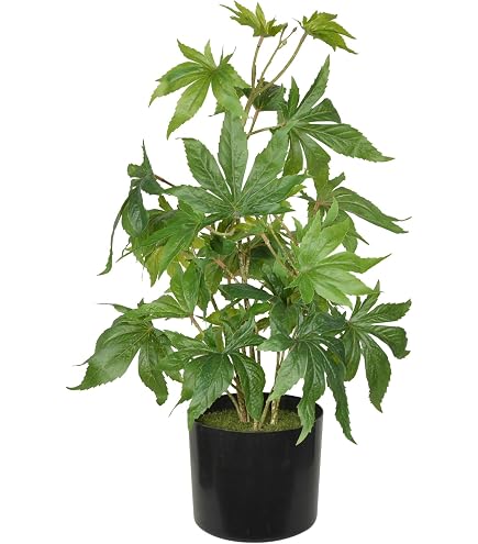 Amazon.com: DecoBudz Realistic Faux Cannabis Decor – Artificial