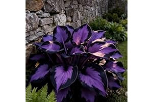 Midnight Blue Heart Hosta Seeds Canada, Dark Purple Heart Hosta Seeds Ornamental Flowers for Planting Outdoors, Fast Growing,