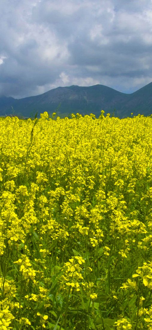 PeelitStickit, Beautiful Nature Wall Murals, ID-1348, vinyl