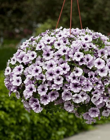 Creative Farmer Flower Seeds Blue Fix Trailing Petunia Flower Seeds For All Season India Garden Flower Seeds Pack Amazon In Garden Outdoors