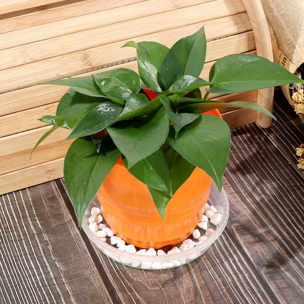 Alotpower Plant Saucer, 18 Pack Clear Plastic Plant Saucer Drip Trays Durable Flower Plant Pot Saucer for Indoor and Outdoor Plants (3 Size, 6/8/10 Inch) : Garden & Outdoor