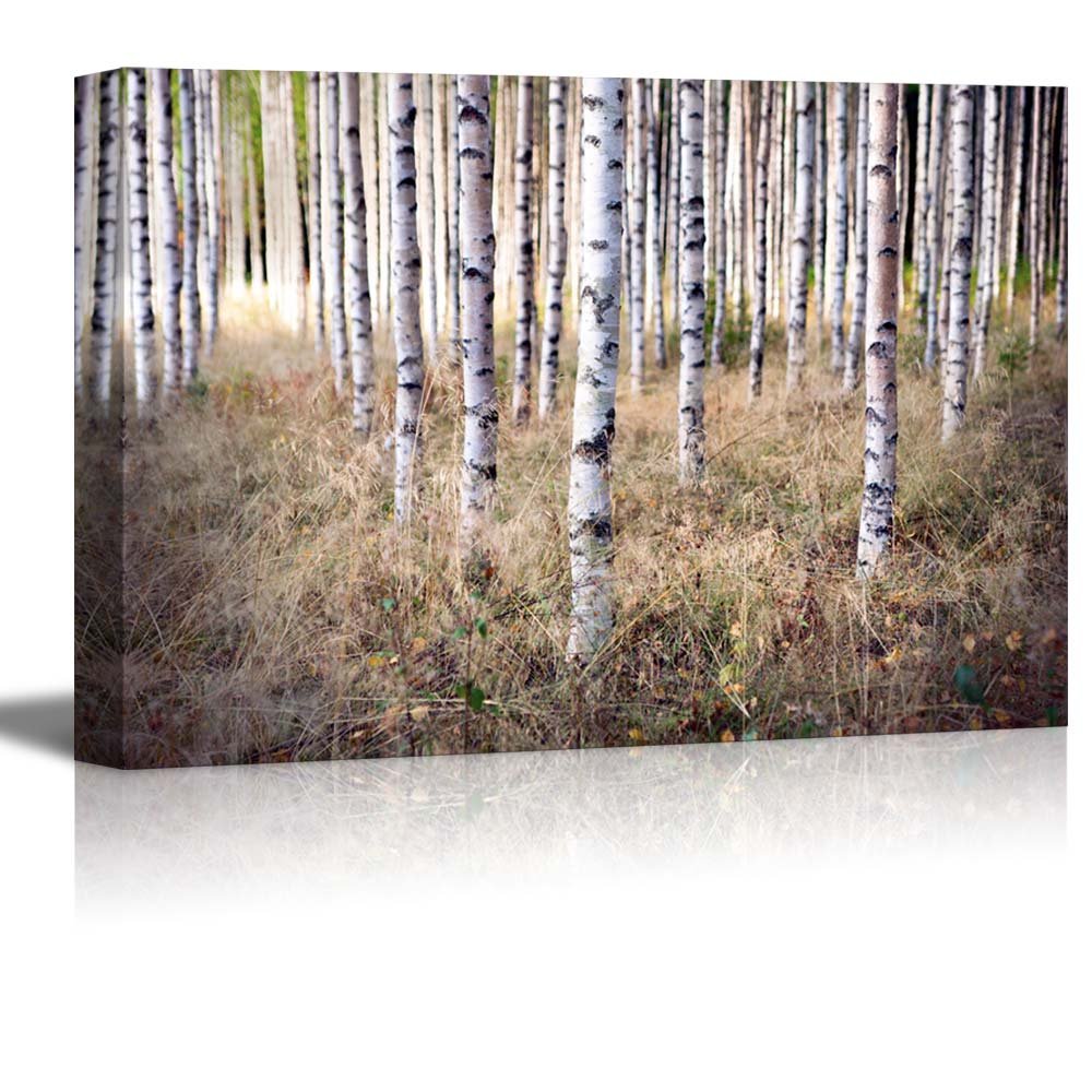 Birch Tree Decor: Amazon.com