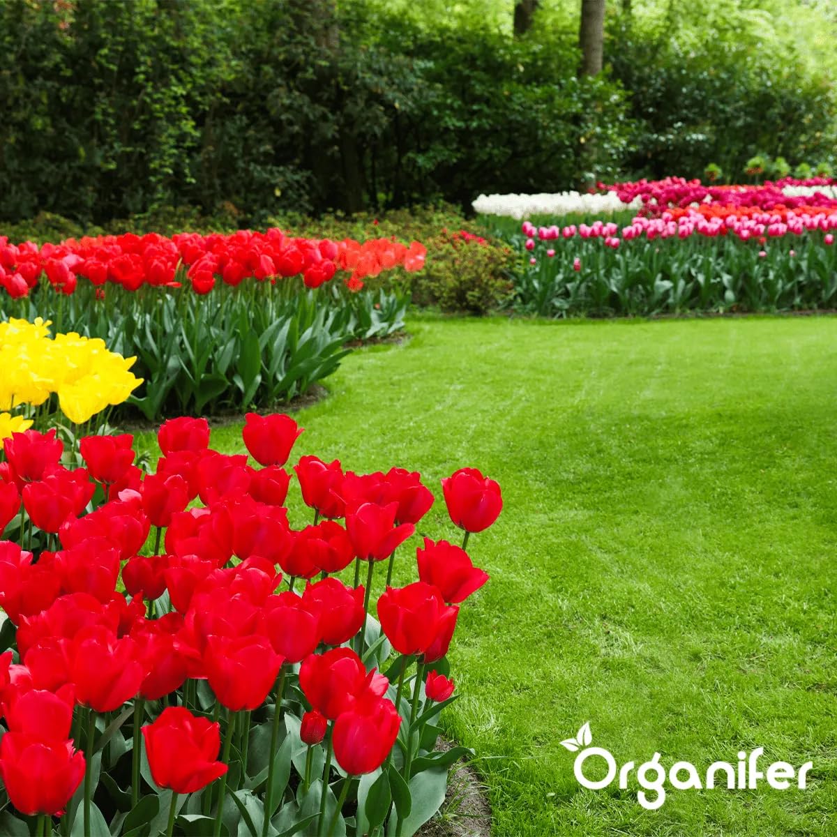 Bodenkonzentrat - Pilze - 1 L Für 1000 M2 - Konzentrat Für Gesunde Pflanzen - Gartenpflege - Flüssigdünger - Gartendünger - Organifer 4