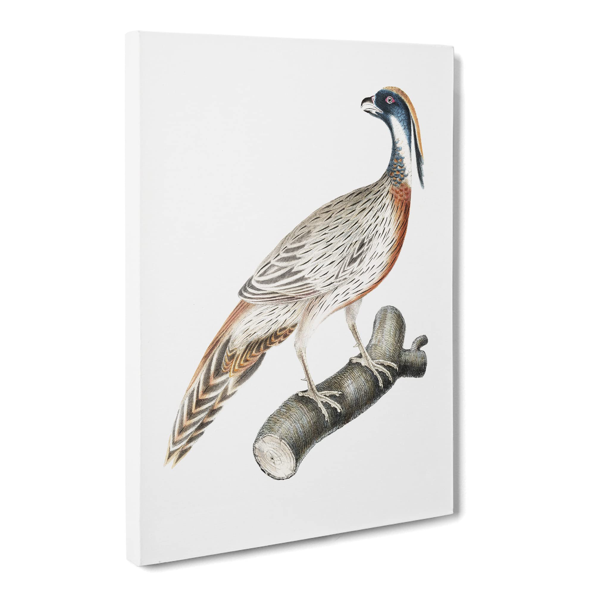 Pucras Pheasant Illustration By John Edward Gray Canvas Print | Gallery Wrapped 30mm Frame Wall Art | 20x14 inches | Ready to Hang | Retro Picture | Living Room Bedroom Lounge Office