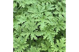 WIVOLIBE 1500 Citronella Plant Seeds Citronella Plant Seeds Home Heirloom Garden Perennial Plant Seeds for Planting