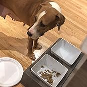 bowsers artisan diner double dog feeder