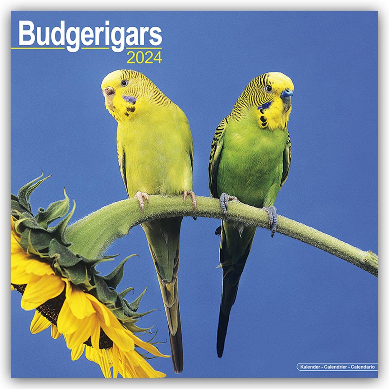 Budgerigar Calendar 2024 | Square Bird Wall Calendar - 16 Month