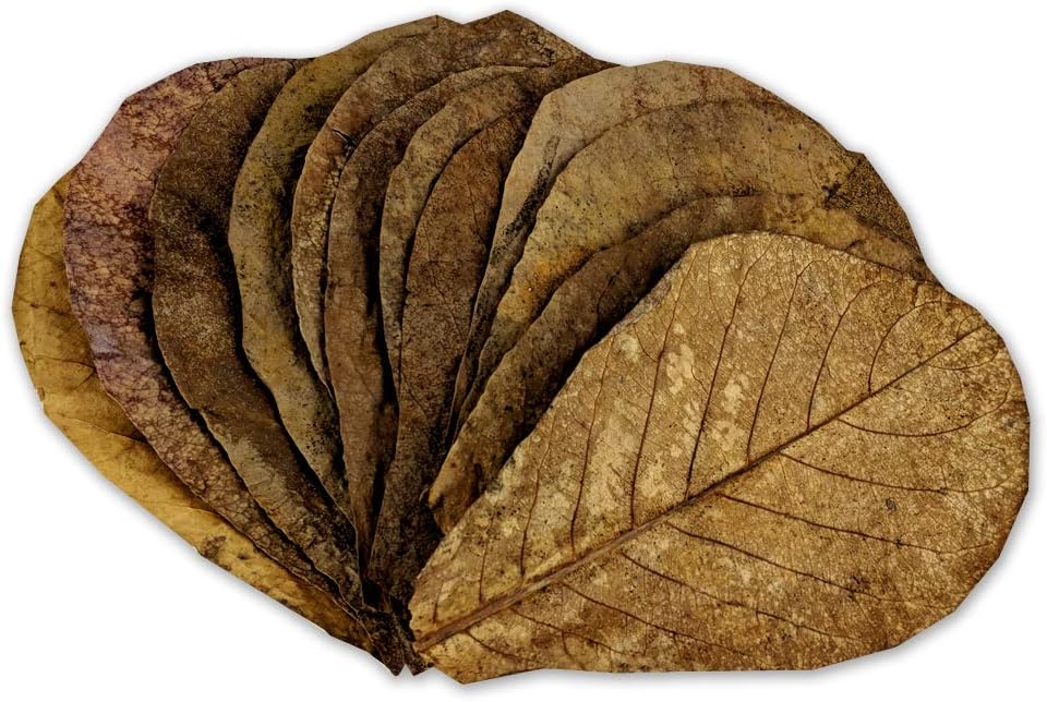 My Aquarium Box Large Indian Almond Leaves (IAL, Catappa Leaves)