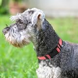 Joytale Reflective Dog Collar Neon Pink Small Adjustable Neoprene Padding view 2
