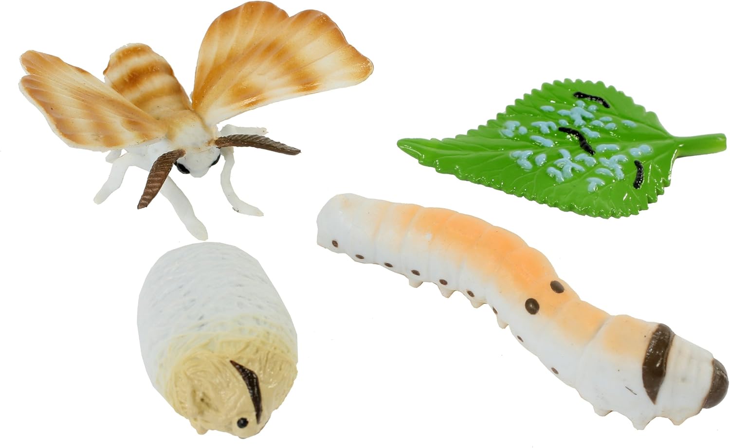 Life Cycle StagesSilkworm Amazon.co.uk Office Products