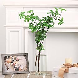 Fixwal Flower Vases, 12" H x 3.5" W, Clear Glass