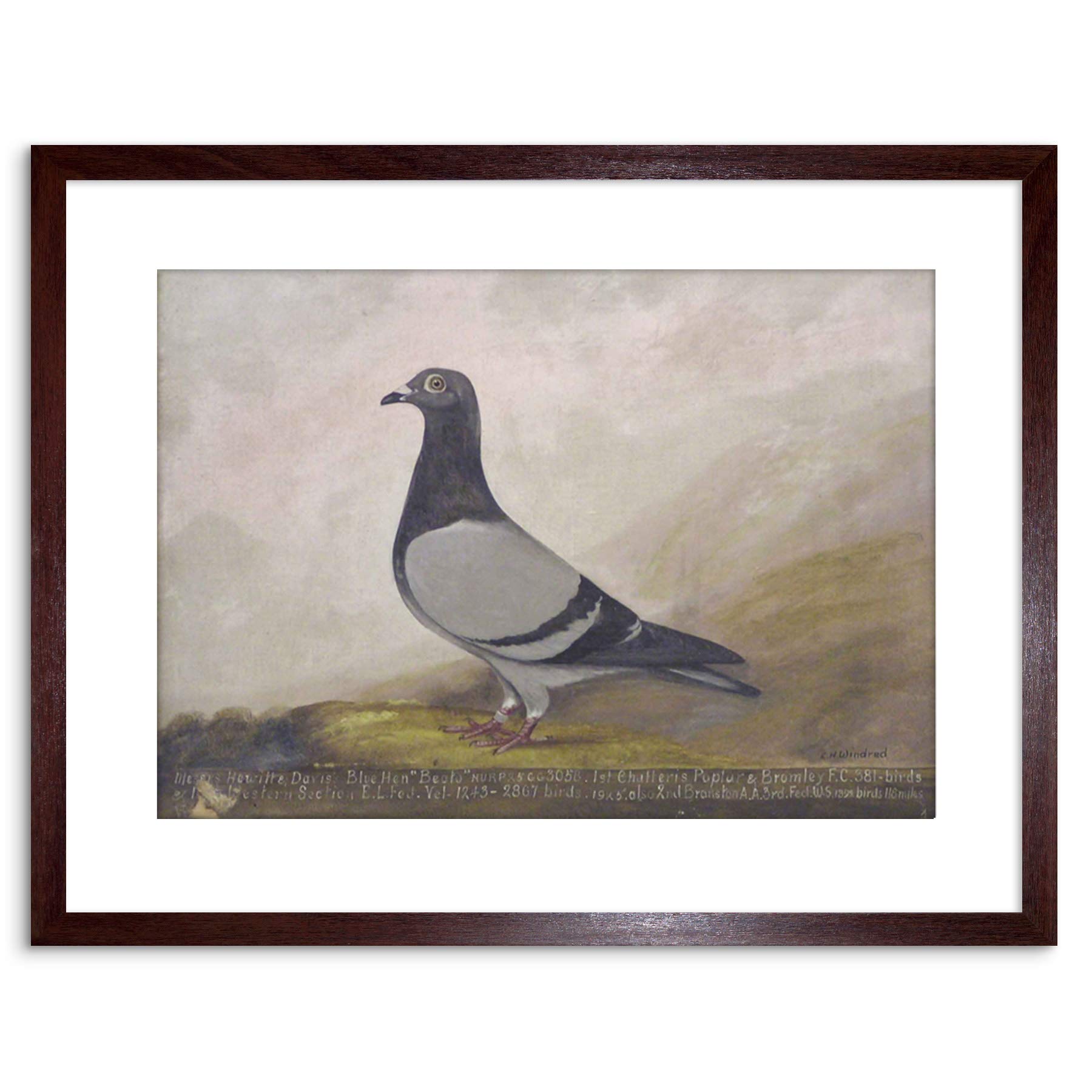Wee Blue Coo 9x7 '' ANIMAL PIGEON DOVE BIRD FRAMED ART PRINT PICTURE MOUNT PHOTO F97X653