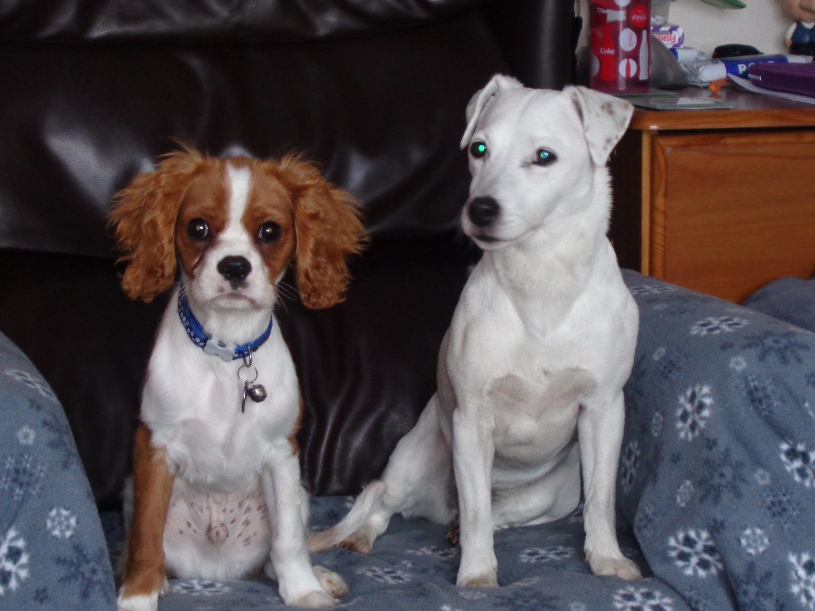 buddy and lola happy tummy