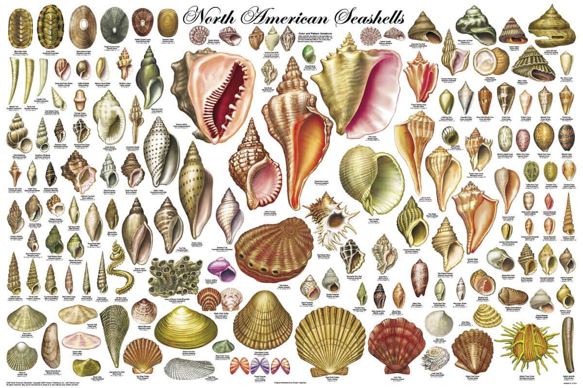 North American Sea Shells Educational Poster (24x36 Laminated) - 123Posters Marine Biology & Coastal Decor