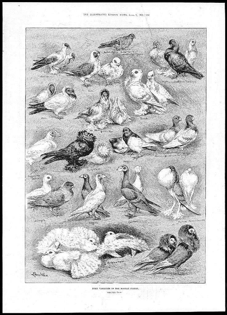 1892 - Birds Pigeon Varieties Jacobins Trumpeters Owls Louis WAIN (160)