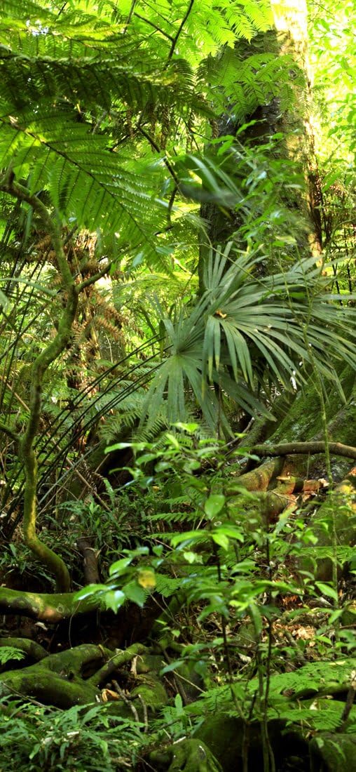 PeelitStickit Jungle Forest Wallpaper Design, Wall Mural ID-003, vinyl, Multi-colour