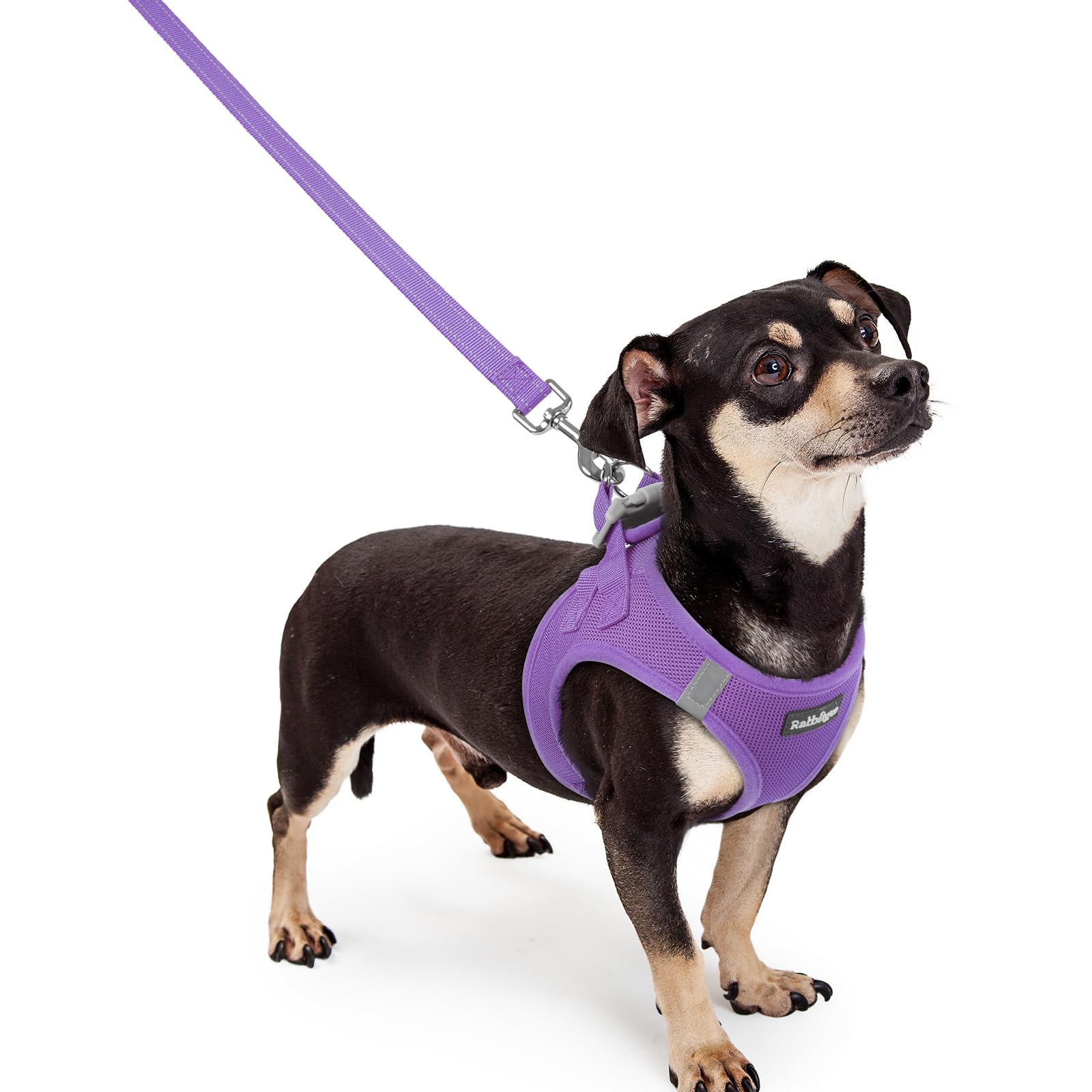 Photo 1 of rabbitgoo Dog Harness Small Sized and Leash Set, Step in Soft Light Puppy Vest, Breathable Mesh Pet Harness, Reflective for Outdoor Safe Walking, Purple XXXS