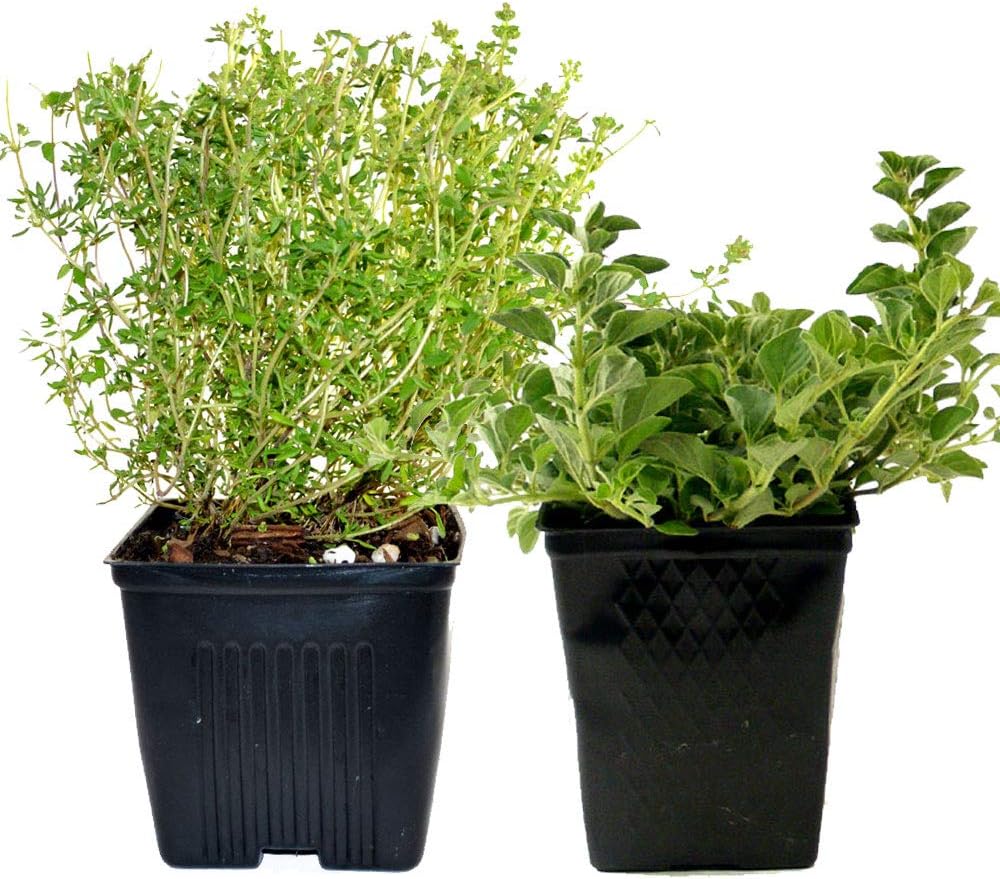 Live Oregano and Thyme Plant Set of 2 Hardy Herb Plants