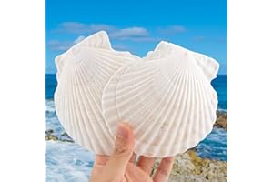 HOHUCRAB 6pcs 4-5inch Scallop Shells for Crafts, Natural Large Scallop, Sea Shells for Crafting, Seashells Beach Decorations for Home, Beaching Wedding Decoration