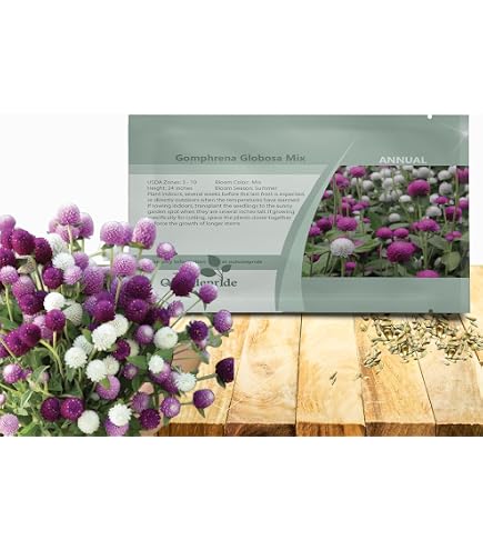thumbnail interactive-video image 1 of Candytuft Tall Mix Flower Seeds – 50+ Seeds, Pink Lavender White, Easy Grow, Iberis 1 of 2