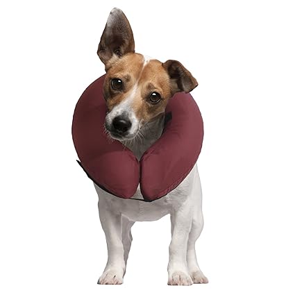 Icollr Il Collare Gonfiabile Collare Protettivo Per Cani E Gatti Nel Recpero Postoperatorio