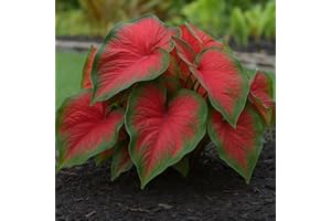 CZ GRAIN Dragon Heart Caladium Bulbs for Planting - Perennial Hosta, Elephant Ears, Fancy (6 Bulbs)