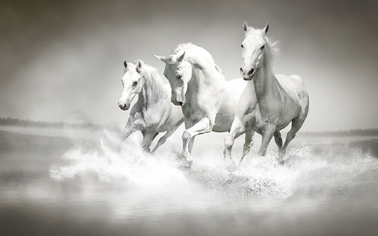 Horse Horses Live WALLPAPER Appstore for Android
