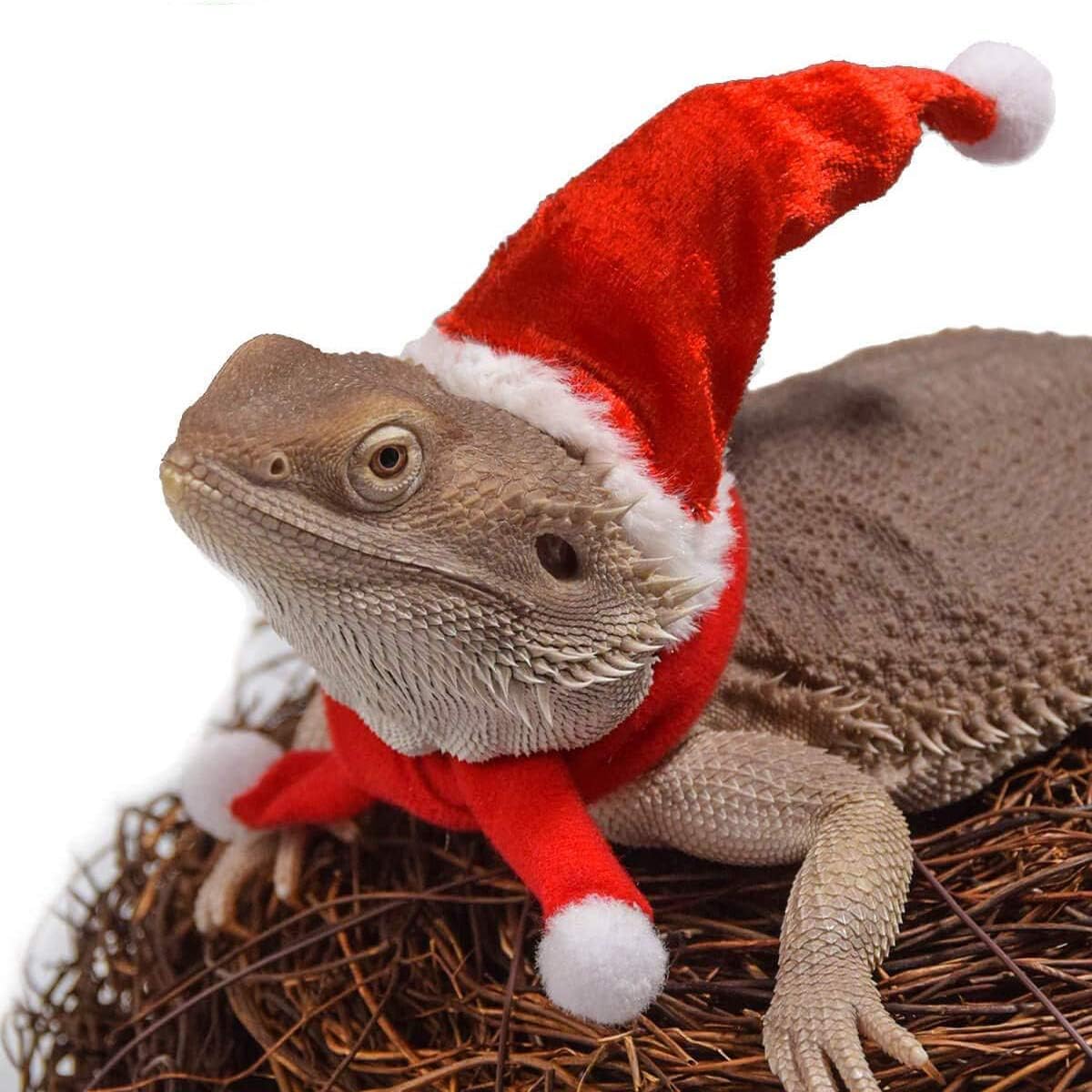 Bearded Dragon Lizard Santa Hat with Scarf Christmas Costume Set