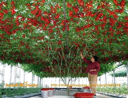 M-Tech Gardens Hybrid Indian Climbing Tomato 100 Seeds Pack