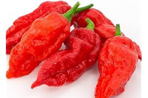 Ghost Pepper Seeds- 25+"Bhut Jolokia" by Ohio Heirloom Seeds