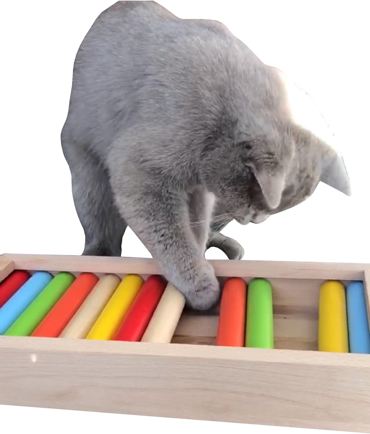 Amazon Com Mmb Hide N Go Treat Cat Intelligence Toy Treat And