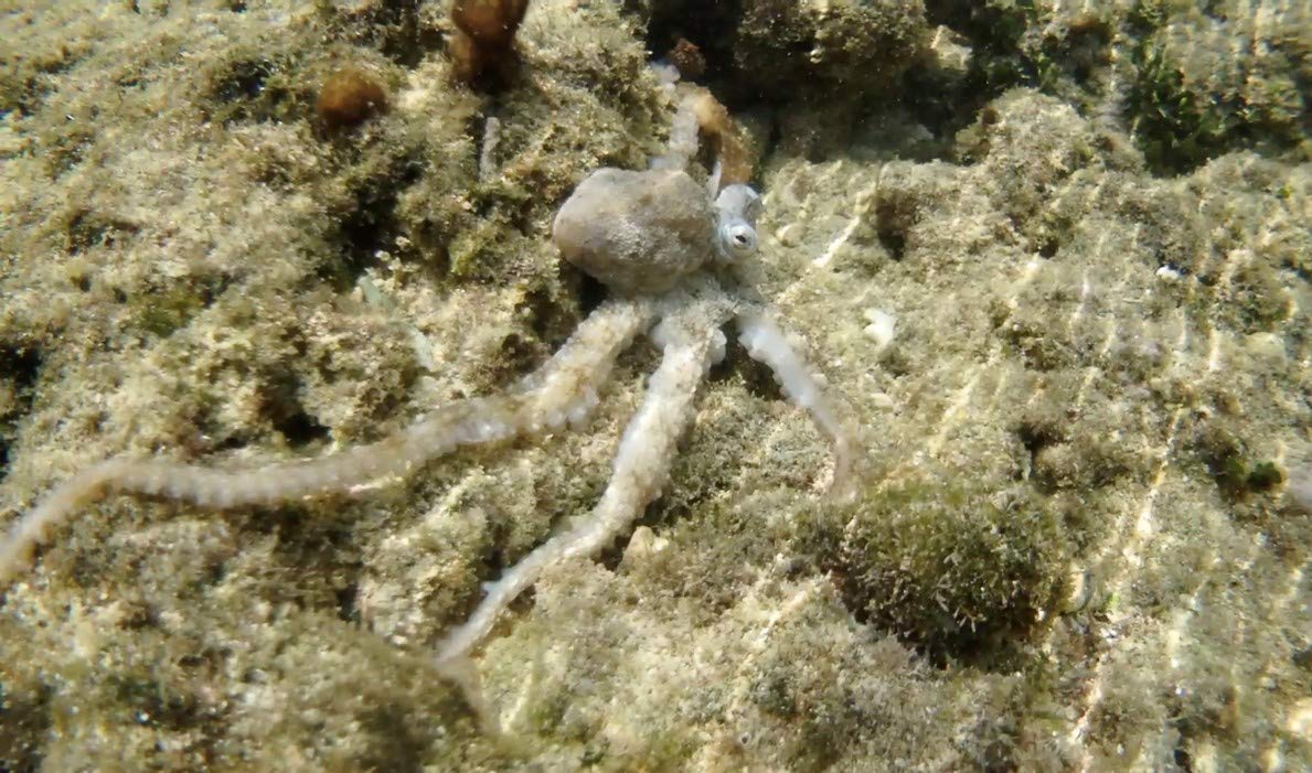 タコの知性 その感覚と思考 朝日新書 池田 譲 本 通販 Amazon