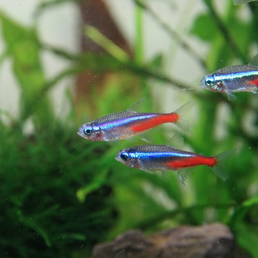 Amazon 熱帯魚 ネオンテトラ ｌサイズ 約2 2 5cm 25匹 生体 観賞魚 水中生物 通販
