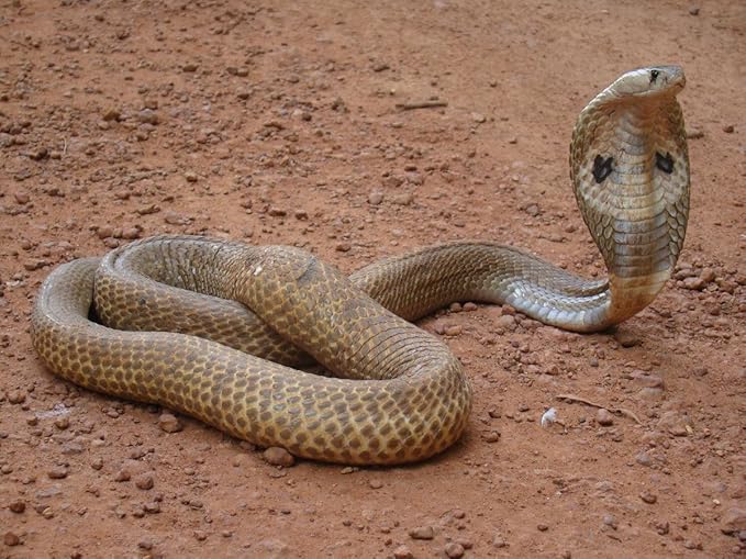 Amazon De Generic Laminiert 32 X 24 Poster Indischen Cobra Oder Naja Naja Brillen Cobra Inflicts