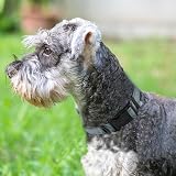 Joytale Reflective Dog Collar Nylon Neoprene Padding Small Gray S view 2