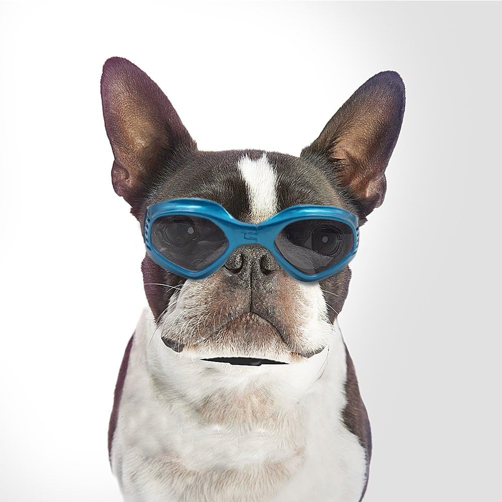 dog goggles for boston terrier