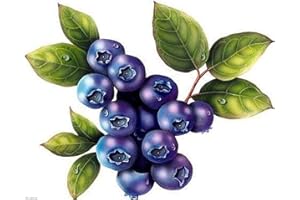 British Columbia Blueberry Plant- 50 Seeds - Highbush Blueberries