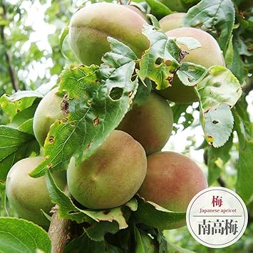 Amazon 南高梅 なんこううめ 実梅 うめ 1年生 接ぎ木 苗木 Diy 工具 ガーデン