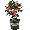 Blooming & Beautiful - April Tryst Camellia - 3 Gal - Monrovia - Evergreen Shrub - Fragrant Red Showy Blooms - Green Foliage - Zones 6-9 - Camellia Japonica ‘April Tryst’ - 3 Gallon Pot