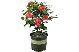 Blooming & Beautiful - April Tryst Camellia - 3 Gal - Monrovia - Evergreen Shrub - Fragrant Red Showy Blooms - Green Foliage - Zones 6-9 - Camellia Japonica ‘April Tryst’ - 3 Gallon Pot
