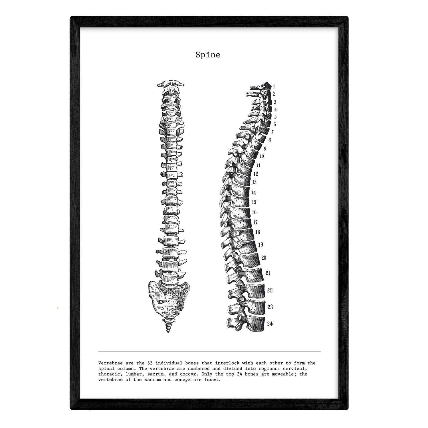 Nacnic Anatomy Poster. Vintage style wall decoration of spine, muscles and bones. Assorted black and white pictures of human anatomy and body parts. Size A3.