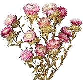 CITYES 13 Pcs Natural Dried Daisy Flowers Bouquet Dried Flower Pink Daisies with Leaves Dried Sunflowers Chrysanthemum with Stem for Wedding Farmhouse Table Vase Decor Home DIY Flower Arrangement