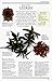 The Complete Guide to Homeopathy: The Principles and Practice of Treatment