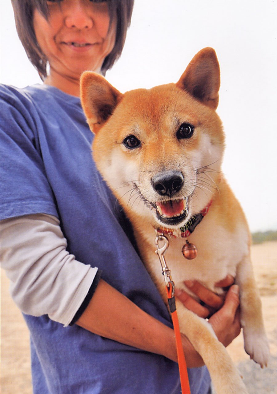 柴犬警察犬 二葉 久戸瀬 邦子 シーバ編集部 本 通販 Amazon