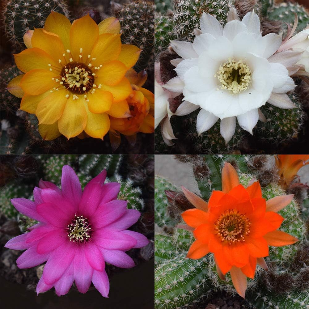 Chamaelobivia Mixed Hardy Peanut Cactus 13cm Pot Amazon.co.uk Garden