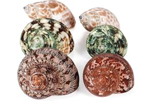 PPCLION Unstained Natural Hermit Crab Shells Pearl Turbo Seashell for Décor, 3 Kinds 6 PCS Size 1.5" - 2", Opening 0.8-1" Hermit Crab Supplies
